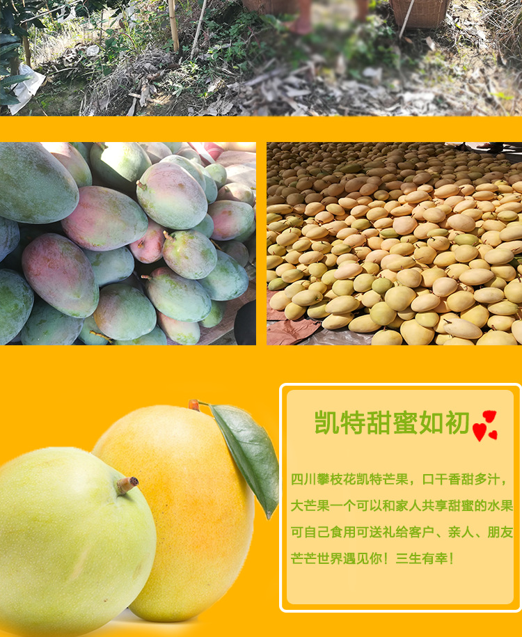 凯特芒果_11