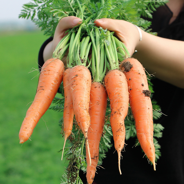 【正常发货】中国萝卜小镇新鲜水果胡萝卜红萝卜脆甜萝卜5斤包邮