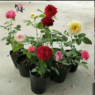 �������l�W���¼����箔���_���W��ͥԺ�̨���B�Gɫֲ���ļ�����