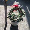 [Base direct batch] Jinzhi Jade Leaf Flower Basket, Yale Dance, Green Plant Room, Desktop Flower Gold, Multisanial Potted Plant