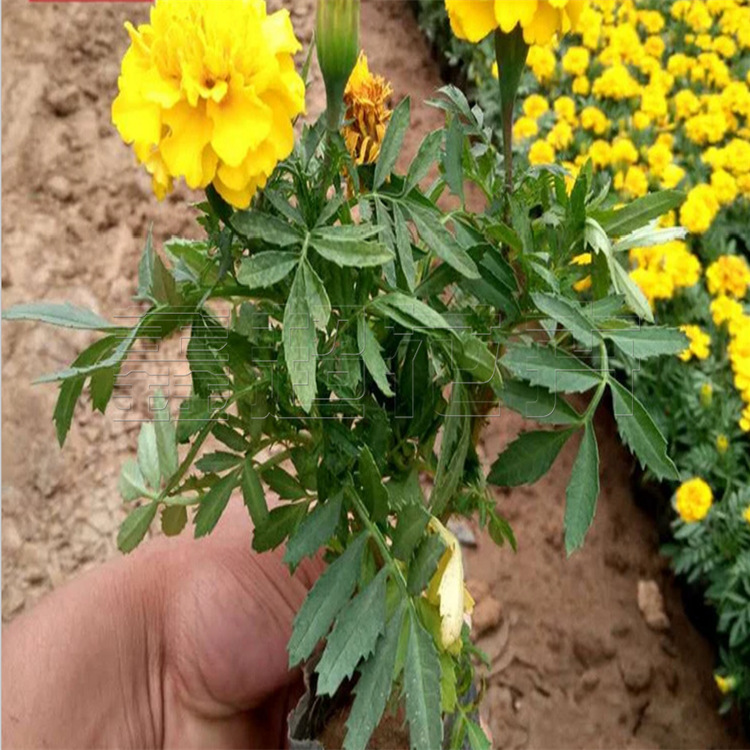 菊花盆栽批发图片 海量高清菊花盆栽批发图片大全 阿里巴巴