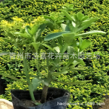 ���߾��� �������޸�����  ���ԠI�B��  ���@���^�G��