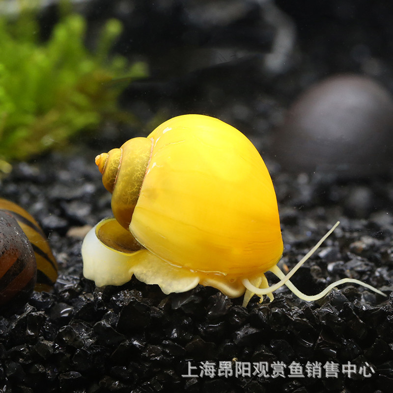 黃金螺活體 觀賞螺 吃菜葉的螺 好養易活 低溫淡水包活批發