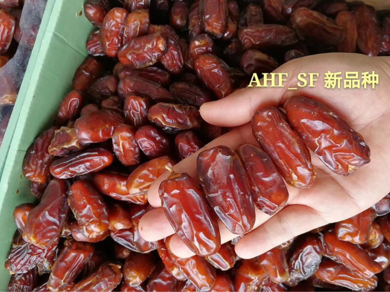 鲜椰枣,伊拉克,新鲜(第14页)_大山谷图库