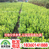 supply Seedlings Hongyexiaobo Boxwood seedlings Ligustrum seedlings Rose seedlings Aruncus green Seedlings