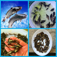 【大量供应】杂交黑鱼苗 桂花鱼苗 黄骨鱼苗  罗非鱼苗  叉尾鱼苗
