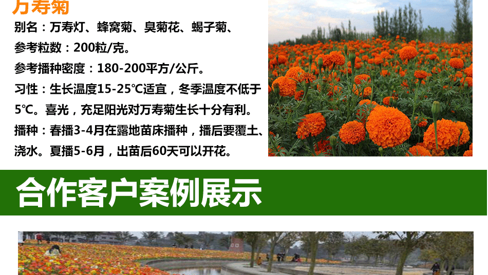 花种详情6_10