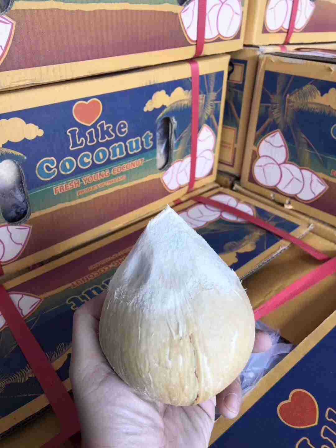 Thailand LiKE Coconut 10 Pcs 350-500 gram/On behalf of agent
