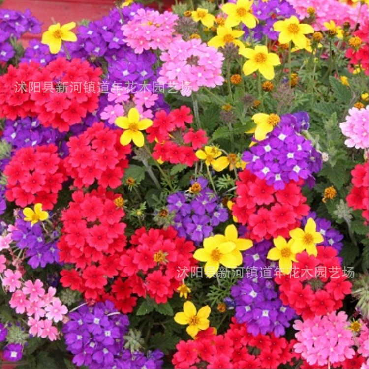 批发观花植物花籽细叶美女樱种籽家庭园艺景观量大从优 欢迎咨询|ms