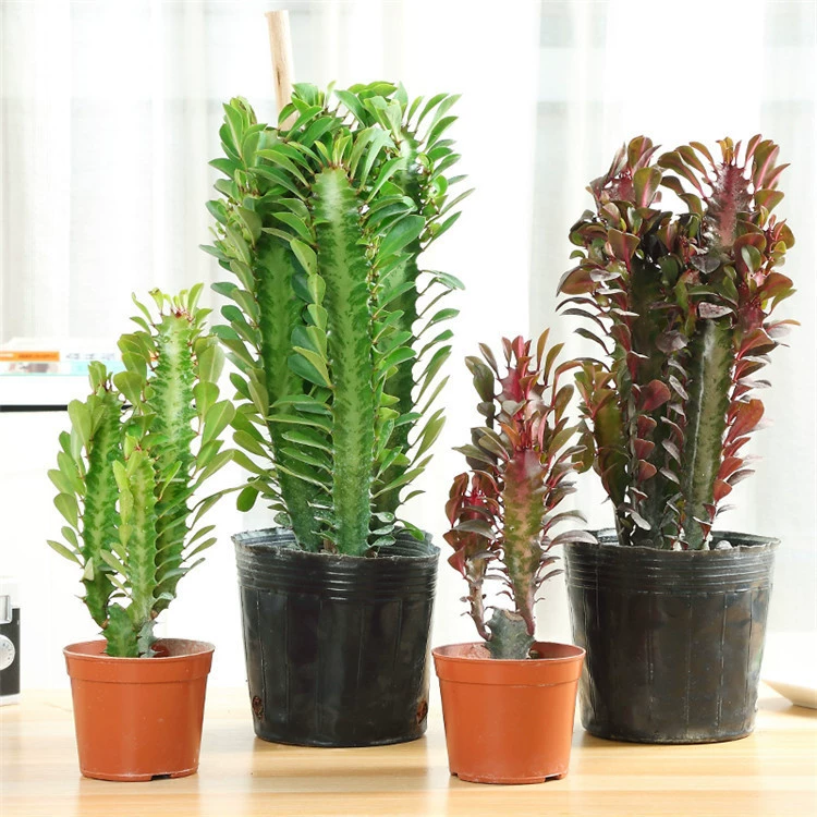 Бразильский Киль колонна кактуса фиолетовый Киль зеленый Киль кактус большое растение в горшке комнатное зеленое растение цветы Горшечное растение