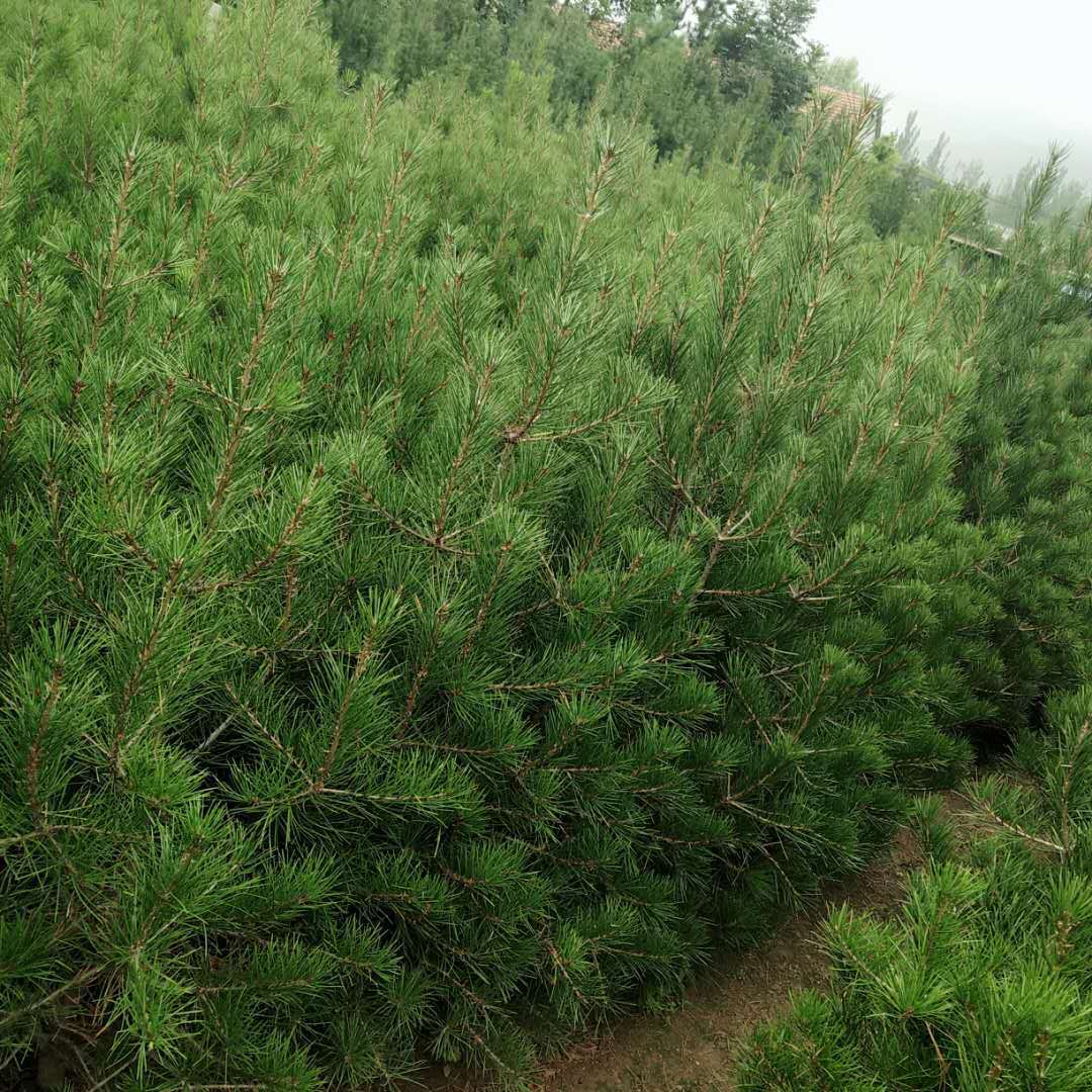 基地出售白皮松 成活率高 品质好 供应绿化苗果树苗工程绿化-阿里巴巴