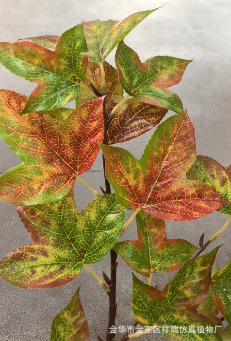 XRB-158三角枫四叉枝秋3