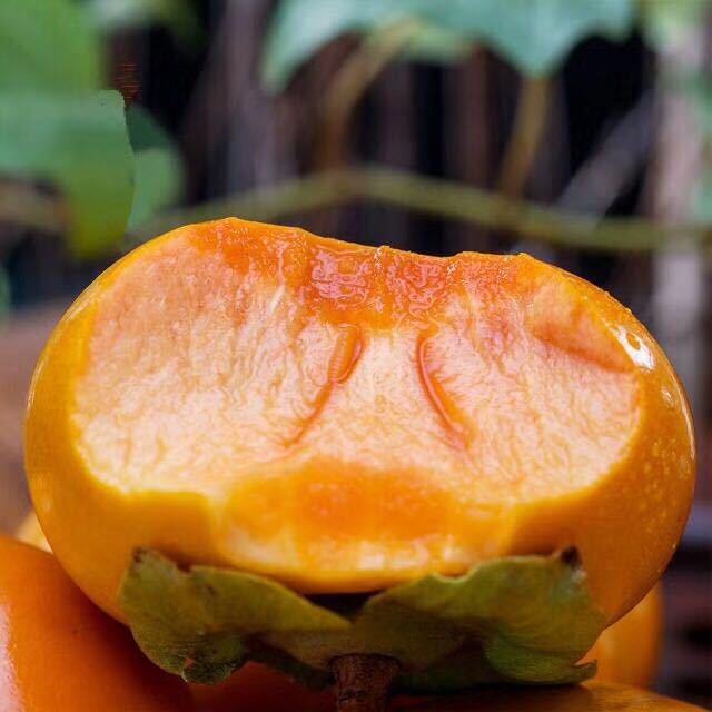 山西脆柿子5斤农家自种新鲜水果现摘现发硬柿苹果甜柿子顺丰包邮|ru