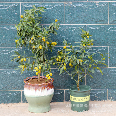 嫁接橘子樹苗砂糖橘沃柑金桔醜橘盆栽地栽當年結果四季南北方果樹