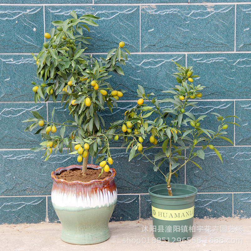 嫁接橘子樹苗砂糖橘沃柑金桔醜橘盆栽地栽當年結果四季南北方果樹