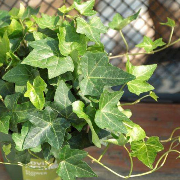 供应绿化苗盆栽常青藤周至苗木基地批发营养钵常春藤|ms