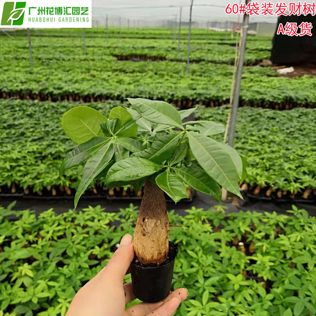 Wholesale flower seedling potted plants Ruifeng 60#Fortune Tree…