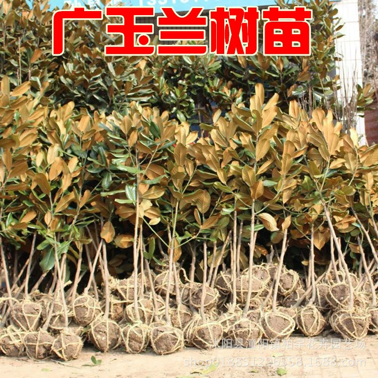 Озеленение саженцев Саженцы магнолии вечнозеленые Саженцы магнолии лотоса высажены во дворе