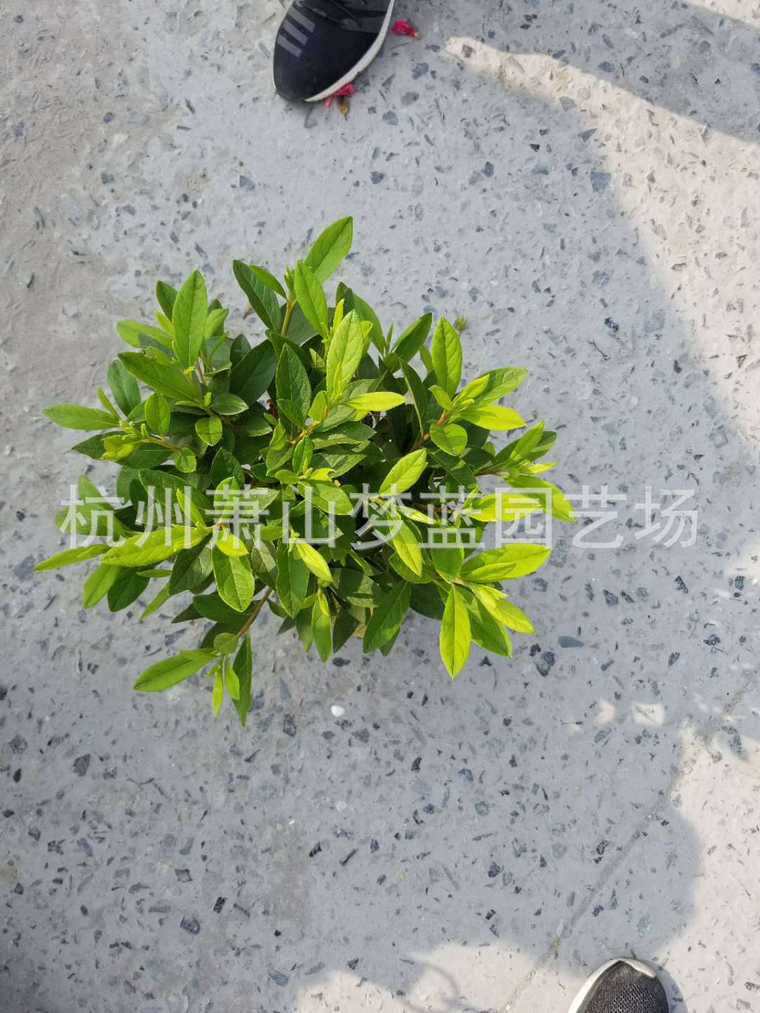 毛鹃 毛娟球-阿里巴巴