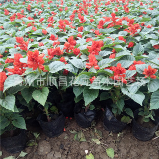 ����ֱ��һ���t���� �����t���l���^�@�֕r��ݻ� ���ݮa��