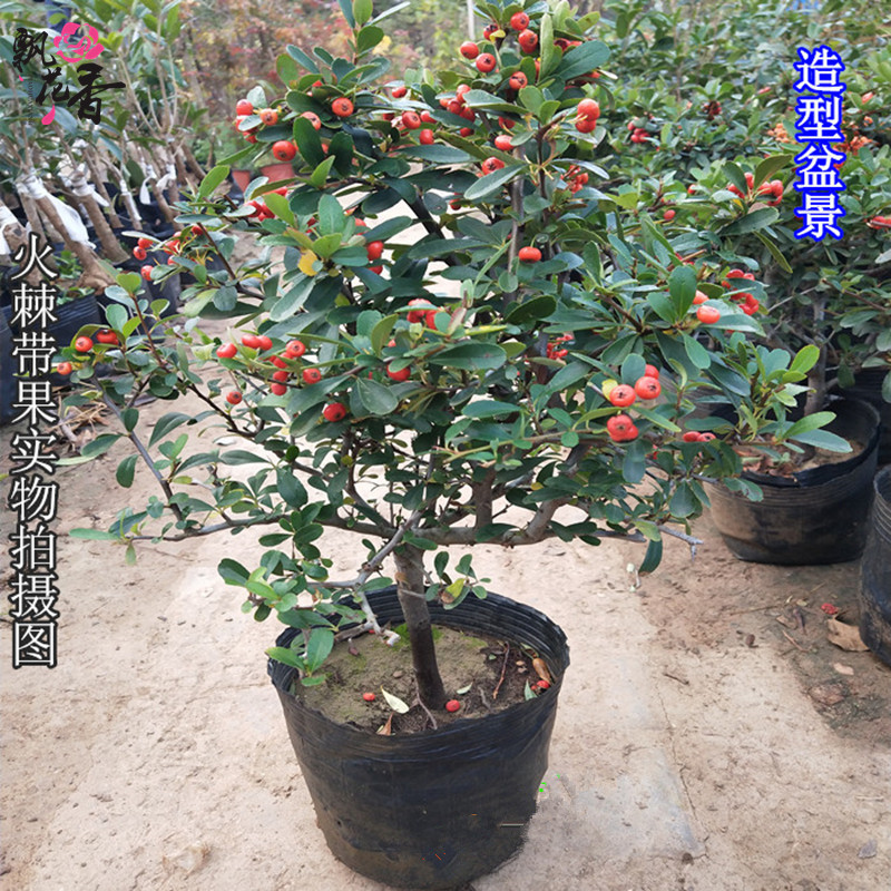 火棘盆栽高档年宵观果花卉盆景火棘苗树桩吉祥果盆栽带果发货 价格 厂家 哪里买 我有货 B 5yoho Cn