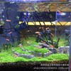 Wholesale mini -leafy tank foreground grass and grass seeds landscaping beautiful aquatic plant spot