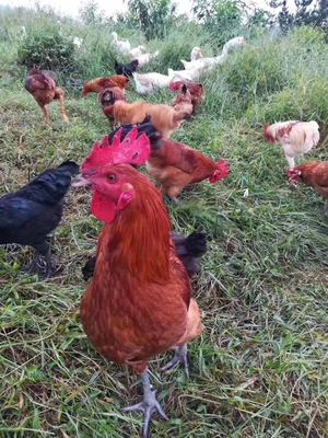 山里人家溜山散养小草鸡溜山鸡小公鸡老母鸡现抓真空包装顺丰包邮