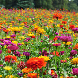 百日草种子混色重瓣春秋播种花海草花组合一斤价格