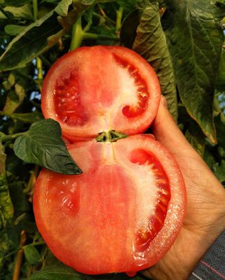 攀枝花米易现摘5斤小果沙瓤自然熟西红柿 新鲜番茄粉柿子限时抢购|ms