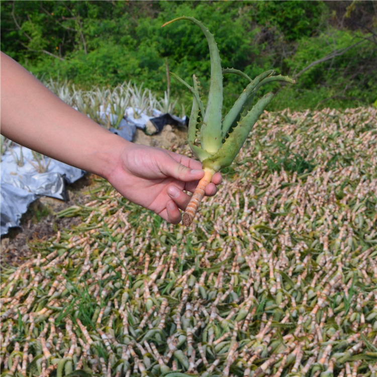 日本木立芦荟苗