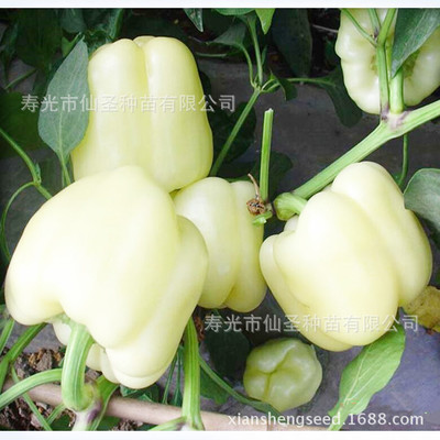 彩椒种子 寿光特色蔬菜种子 白色彩椒种子 圆椒种子 1000粒装|ru