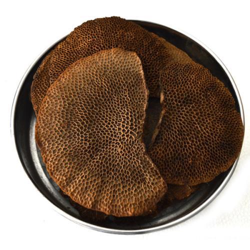 Hairy honeycomb Ganoderma lucidum Honeycomb fungus Litchi tree