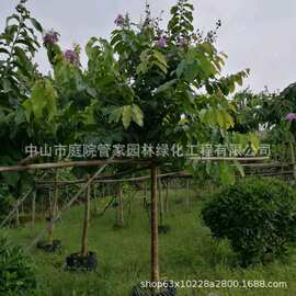 基地直销 大叶紫薇 大花紫薇 小叶紫薇 细叶紫薇 多规格 绿化报价