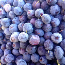 黑龙江大兴安岭速冻蓝莓果 厂家批发蓝莓果野生蓝莓