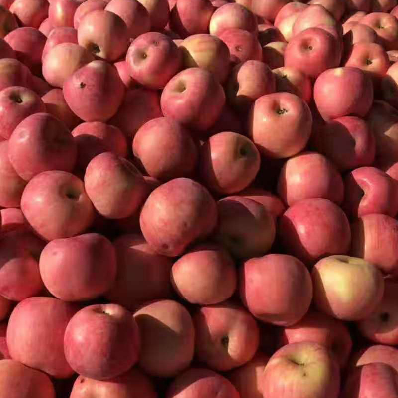 山东烟台苹果五斤红富士新鲜水果单果80mm以上现摘现发一件代发|ru