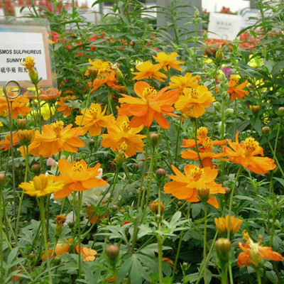 批发硫华菊种子草花类种子多季菊花组合观花庭院园林阳台花海打造|ms