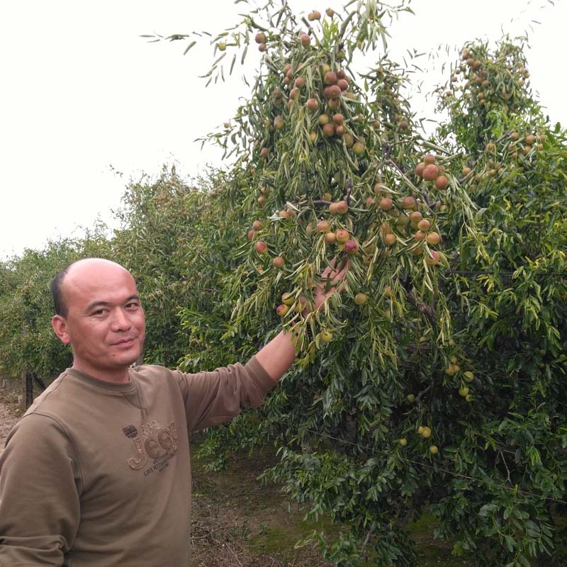 冬枣树苗基地拐枣苗绿植现挖苗可地栽盆栽酸枣沾化苗木小院-阿里巴巴