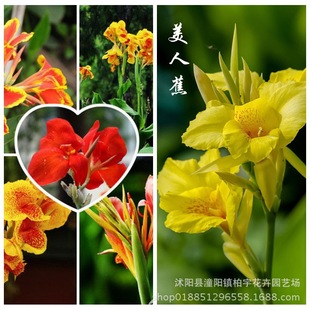 ���˽������ ˮ��ֲ�� �S�����˽� �t�����˽� ���˽��N�� �ͺ�