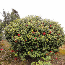 湖南苗圃供應 灌木茶花球 貨源充足 歡迎實地考察 灌木園林植物