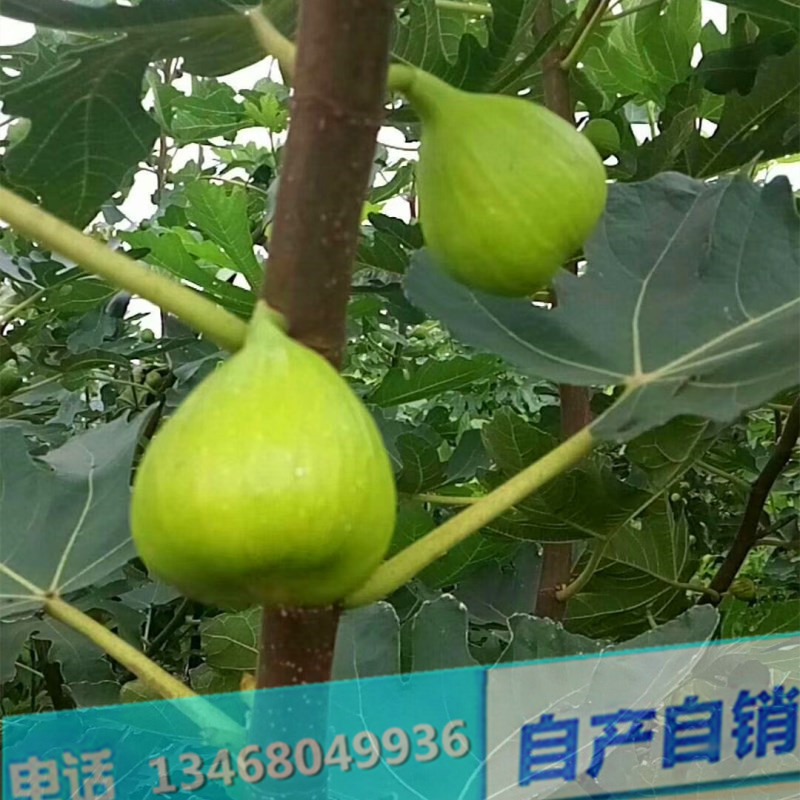 无花果