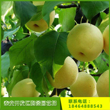 绿宝石梨树苗品种 出售一公分2公分3公分梨树价格 嫁接梨树苗基地