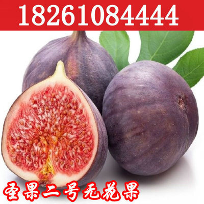 wholesale courtyard Guomiao Fig trees If the 2nd St. Fig seedlings North and South Available plant