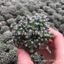 紫晃星 紫晃星品牌 图片 价格 紫晃星批发 阿里巴巴