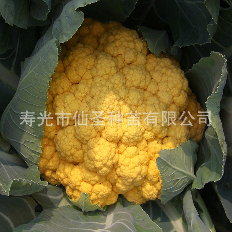 黄花菜种子寿光特色蔬菜种子大面积种植金黄色金色花椰菜3g装 阿里巴巴