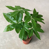 [Base Direct Sales] Wholesale Four Seasons Changqing Office desktop small potted plants 100#Fortune tree