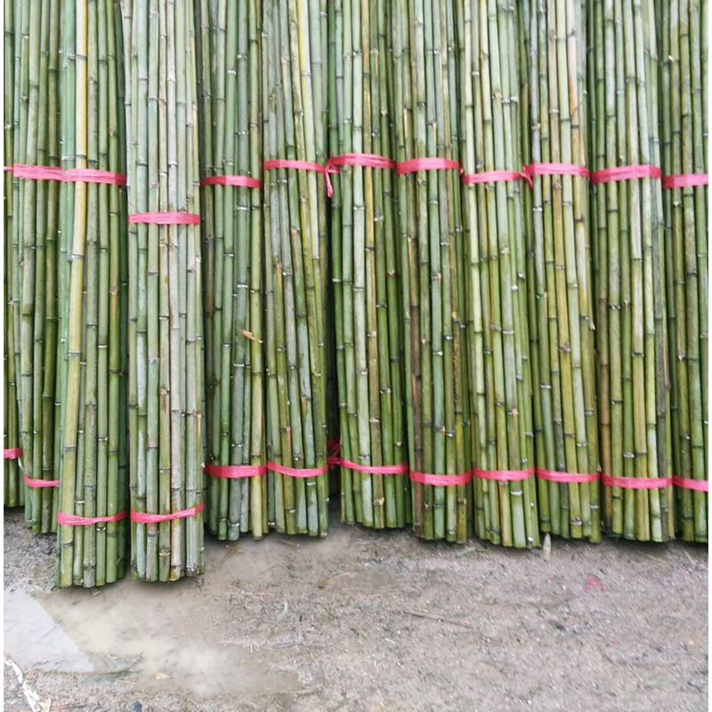 批发淡竹桂竹麻竹优质农用支撑毛竹大棚竹竿竹杆 厂家批发直销-阿里巴巴