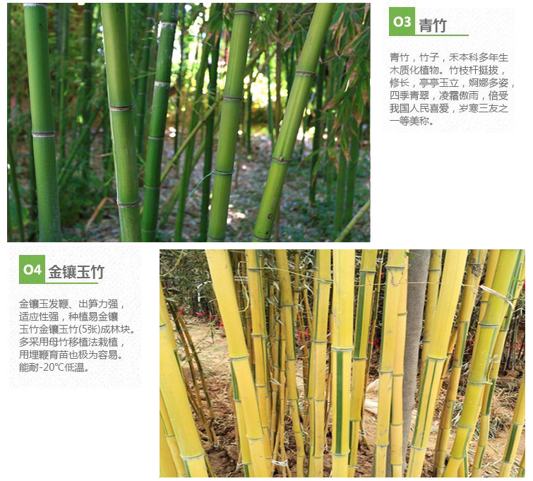 竹子青皮,青皮子,青皮树_大山谷图库