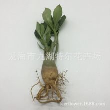 ɳĮõ�����l ���ֲ�� �Gɫ����