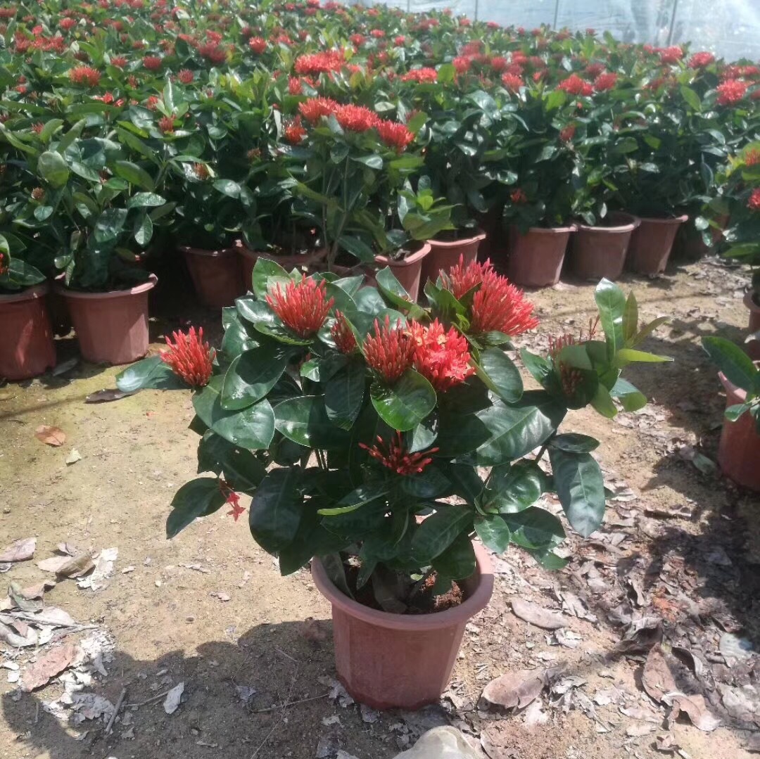 IMG_2693(20180429-105110)