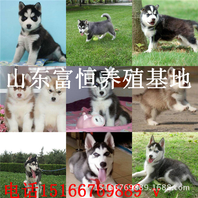 哈士奇犬纯种哈士奇幼犬母加纯种犬活体公价格哪里的纯正